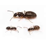Colony of Plagiolepis pygmaea Free Ants Anthouse