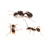 colonia di Aphaenogaster gibbosa  Formiche gratuite