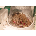kit Fungus Cortadora de hojas  Inicio