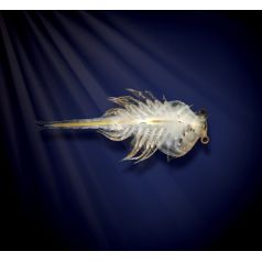 Aqua Dragons (Habitat Mondo Marino) Anthouse Altri insetti 2