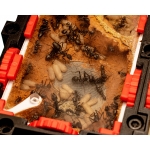 Qbik Wild Duo P 2C Hybrid Home