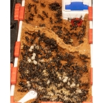 Qbik Wild Duo P 2C Hybrid Home