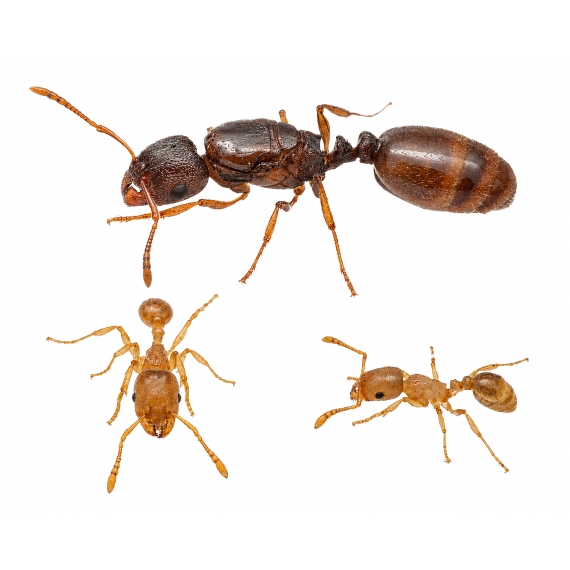 Colonie de Tetramorium semilaeve Anthouse Fourmis gratuites