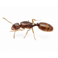 Tetramorium semilaeve - Königin (Mit Eiern) Anthouse Gratis-Ameisen