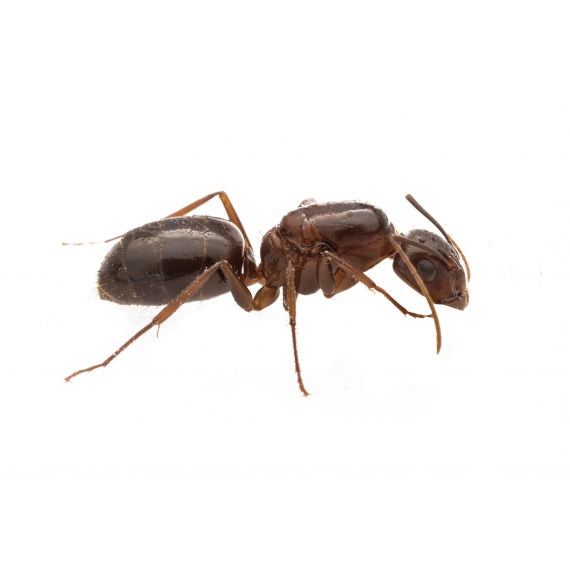 Reina de Camponotus sylvaticus Anthouse  Hormigas Gratis