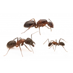 Colonia di Camponotus sylvaticus  Formiche gratuite