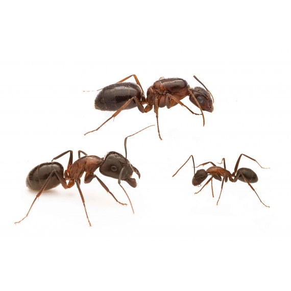 Colònia de Camponotus sylvaticus  Formigues gratuïtes