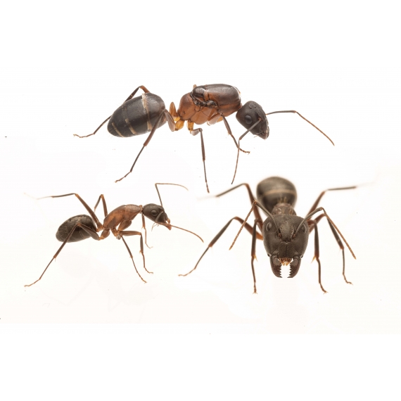 Colònia de Camponotus barbaricus Anthouse Formigues gratuïtes