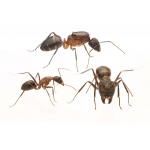 Colony of Camponotus barbaricus Free Ants Anthouse