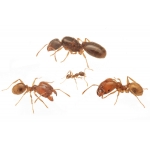 Colonie de Pheidole pallidula Anthouse Fourmis gratuites