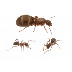 Colonie de Lasius emarginatus Anthouse Fourmis gratuites 2