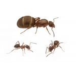 Lasius emarginatus -Kolonie Anthouse Gratis-Ameisen