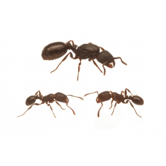 Colonia de Tetramorium caespitum   Hormigas Gratis