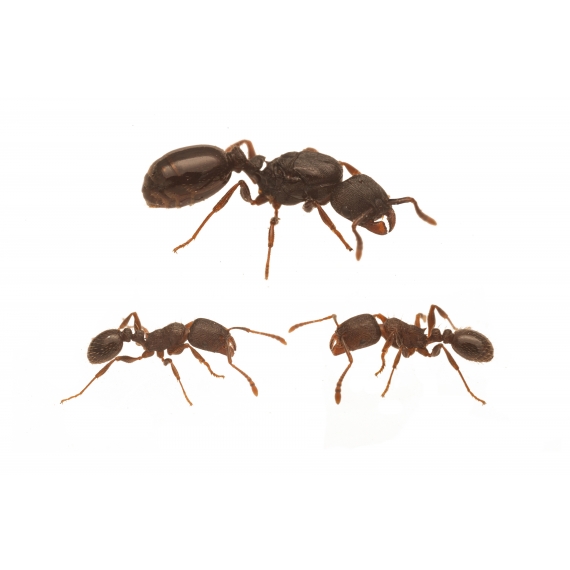 Colònia de Tetramorium caespitum  Formigues gratuïtes