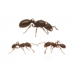 Colonia de Tetramorium caespitum  Gratis-Ameisen