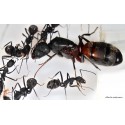 Reina de Camponotus cruentatus (Con huevos) Anthouse  Hormigas Gratis