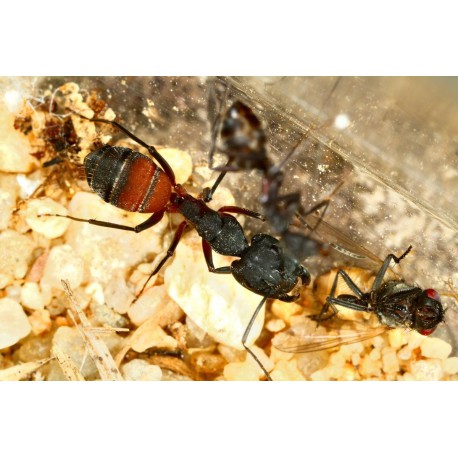 Queen of Camponotus cruentatus (with eggs) Free Ants Anthouse