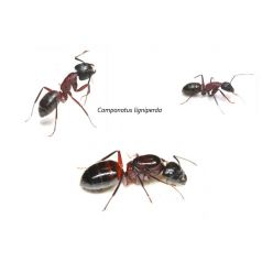 Camponotus ligniperdus- Königin (die Größte) Anthouse Gratis-Ameisen 2
