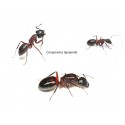 Camponotus ligniperdus- Königin (die Größte) Gratis- Ameisen Anthouse