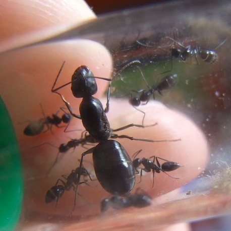 Reina de Camponotus foreli (con huevos)   Hormigas Gratis