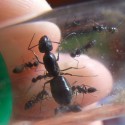 Reina de Camponotus foreli   Hormigas Gratis