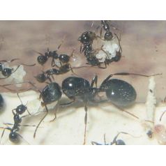 Aphaenogaster gibbosa Kolonie  Gratis-Ameisen 2