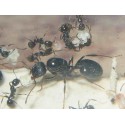 Aphaenogaster gibbosa Kolonie  Gratis-Ameisen