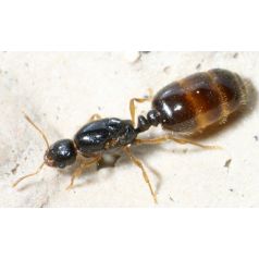 Queen of Solenopsis fugax Free Ants Anthouse 2