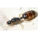 Solenopsis fugax- Königin Gratis- Ameisen Anthouse