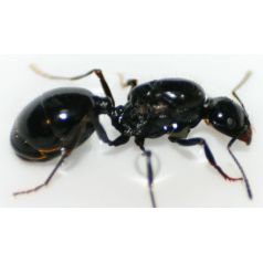 Reine de Messor capitatus Anthouse Fourmis gratuites 2