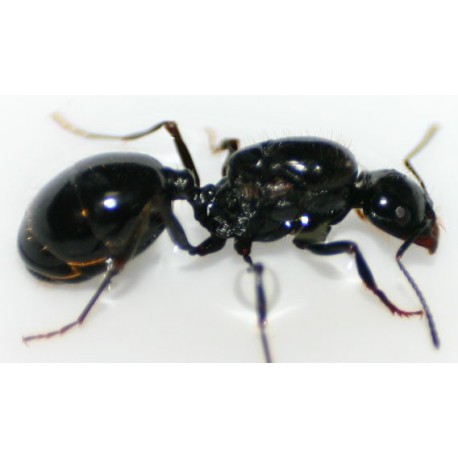 Queen of Messor capitatus Free Ants Anthouse