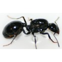 Queen of Messor capitatus Free Ants Anthouse