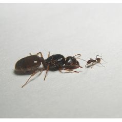 Regina di Pheidole pallidula (con uova) Anthouse Formiche gratuite 2