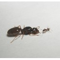 Queen of Pheidole pallidula (with eggs) Free Ants Anthouse