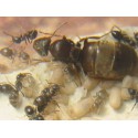 Lasius grandis- Königin (Mit Eiern)  Gratis- Ameisen Anthouse