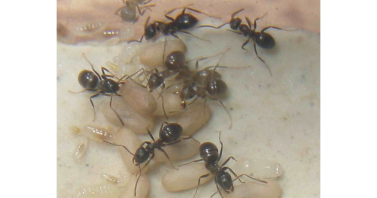 Lasius grandis- Königin (Mit Eiern) Gratis-Ameisen Anthouse