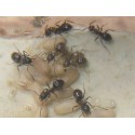 Lasius grandis- Königin (Mit Eiern)  Gratis- Ameisen Anthouse