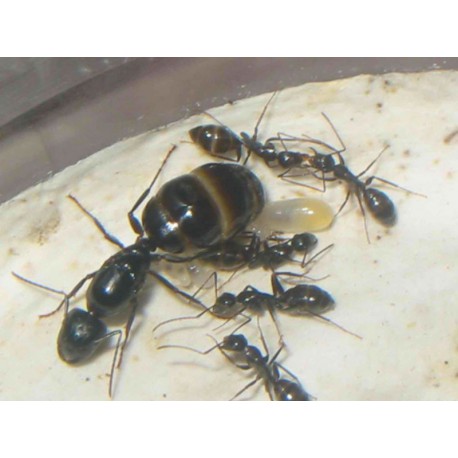 Reina de Camponotus micans (hormiga plateada)