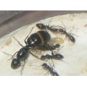 Queen of Camponotus Aethiops (with eggs) Free Ants Anthouse