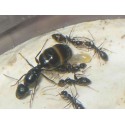 Reina de Camponotus micans (hormiga plateada)