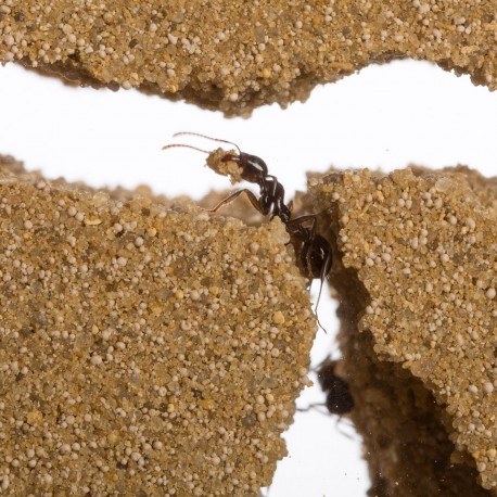Inklusive Ameisen 3D Basic Set Natürliche Ameisenfarm aus Sand Sandwich + Futterbox AntHouse Grau 