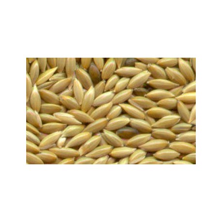 Canary Seed (50gr) Food Anthouse