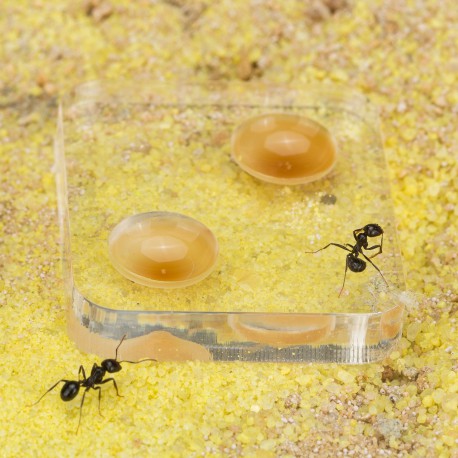 Granja de Hormigas Color Gris| Colonia de Hormigas Incluida Hormiguero de Arena 3D Anthouse.es Kit T 15x15x1,5 cm 