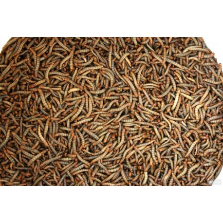 Mealworms (Living food) Food Anthouse