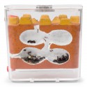 Kits AntCubik-Lite (Mit Messor barbarus gratis) Kits Ameisennester