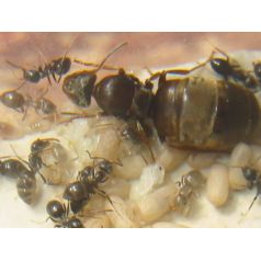 Colony of Lasius grandis (suitable for beginners) Free Ants Anthouse 2