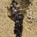 Colonia de Hormigas Messor barbarus con Reina (Idonea Para Principiantes) Anthouse  Hormigas Gratis