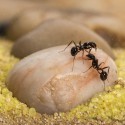 Kit AntHouse Basic- Sand-Ameisennest mit Königin und Gratis-Ameisen...