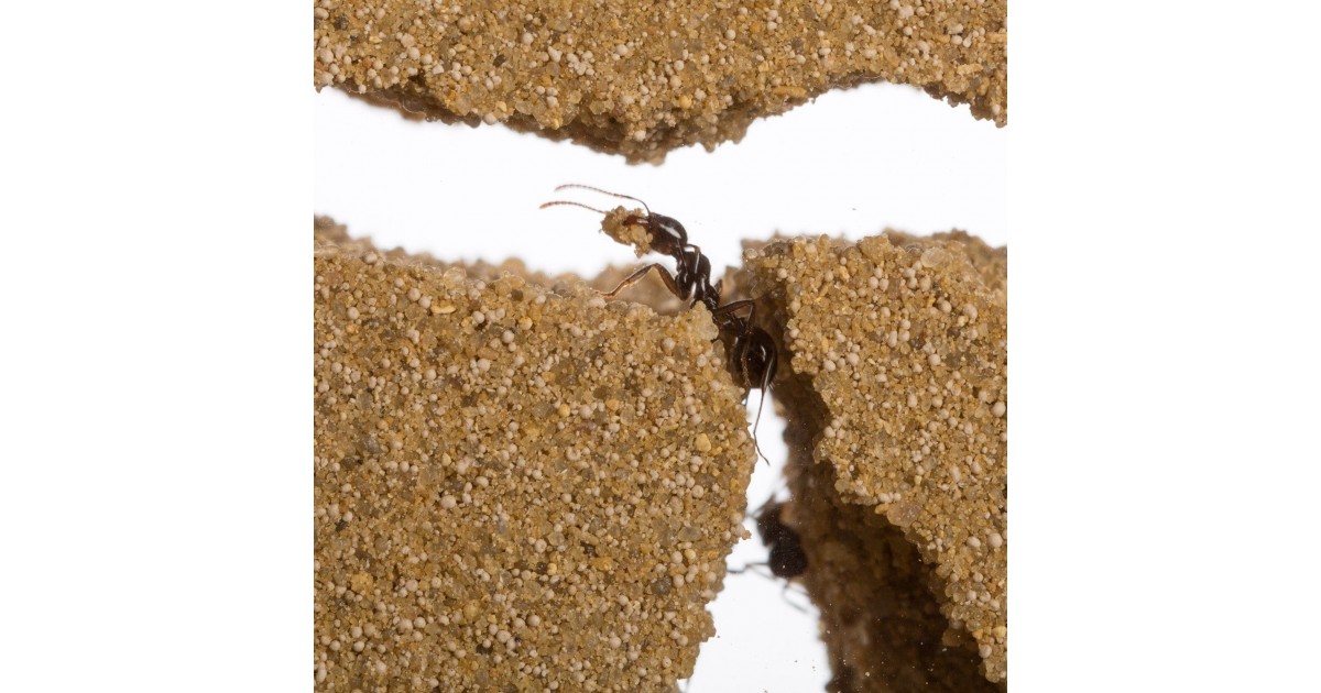 Details about    Ant Nest ant Farm T-Shape Formicarium Acrylic Educational Anthill Hormiguero 