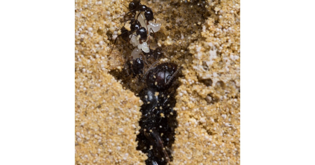 Ameisen mit Königin FREE Ameisenfarm Basic Kit Ant farm, Formicarium, Ants 